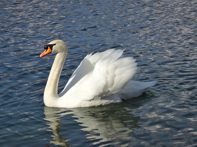 swan-109329_640